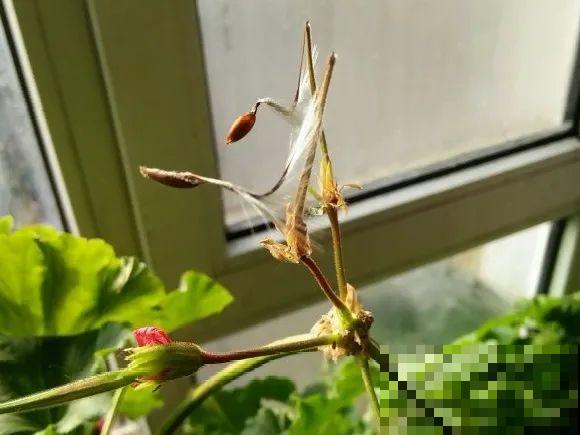 秋分后，绿化带捡种子，回家撒土里就活！