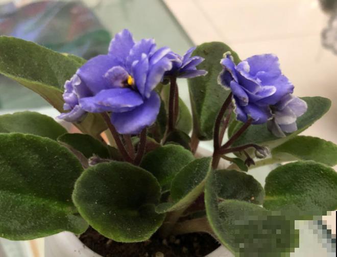 植物命名的5种方式,新奇有趣! 植物命名的5种方式,新奇有趣!