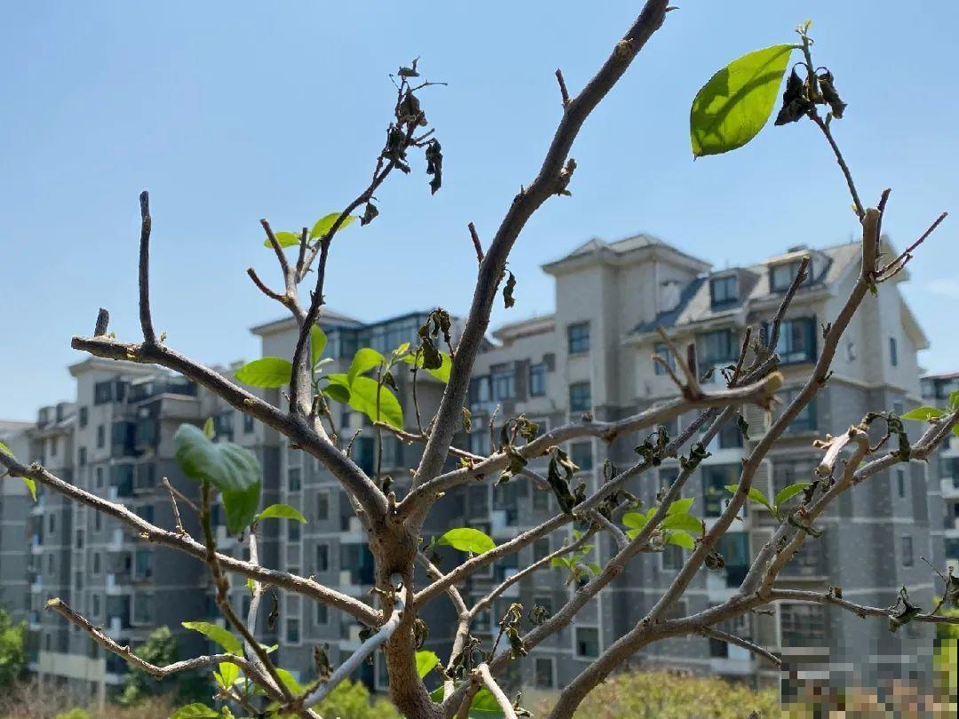 秋天降温快，家里养这9种花，要赶紧搬进屋了