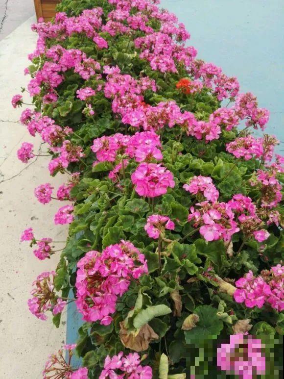 秋分后，绿化带捡种子，回家撒土里就活！