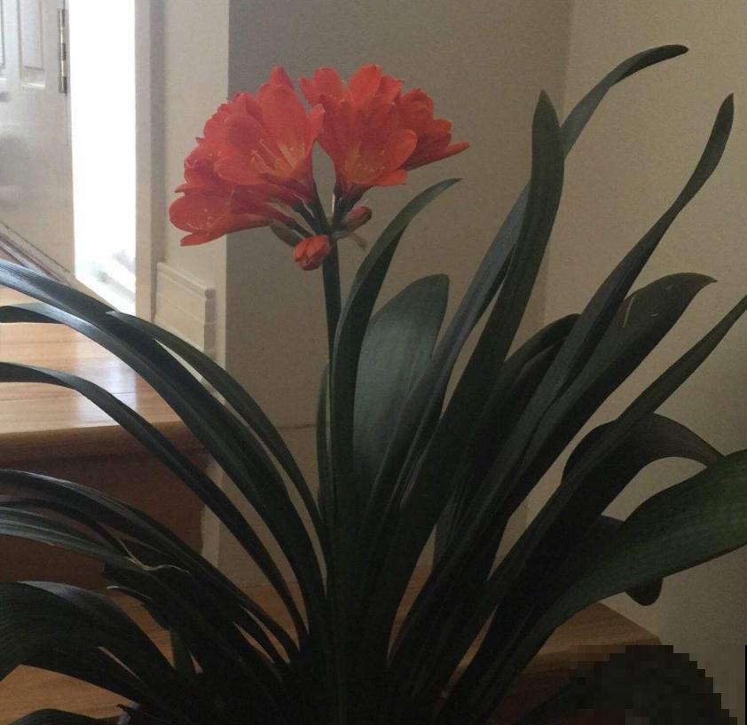 买君子兰水太深，掌握这些标准，一眼判断品质好坏！