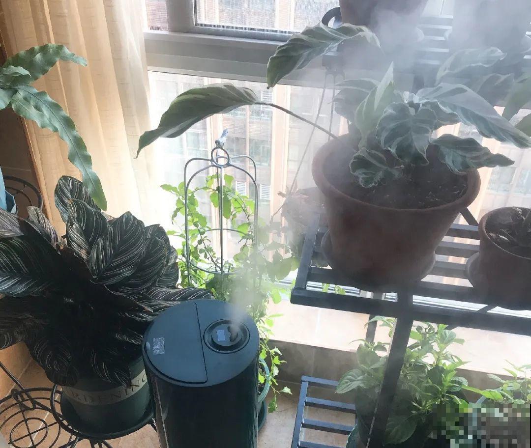 11月,千万别买这种花,养不活惹一肚子气! 11月,千万别买这种花,养不活惹一肚子气!