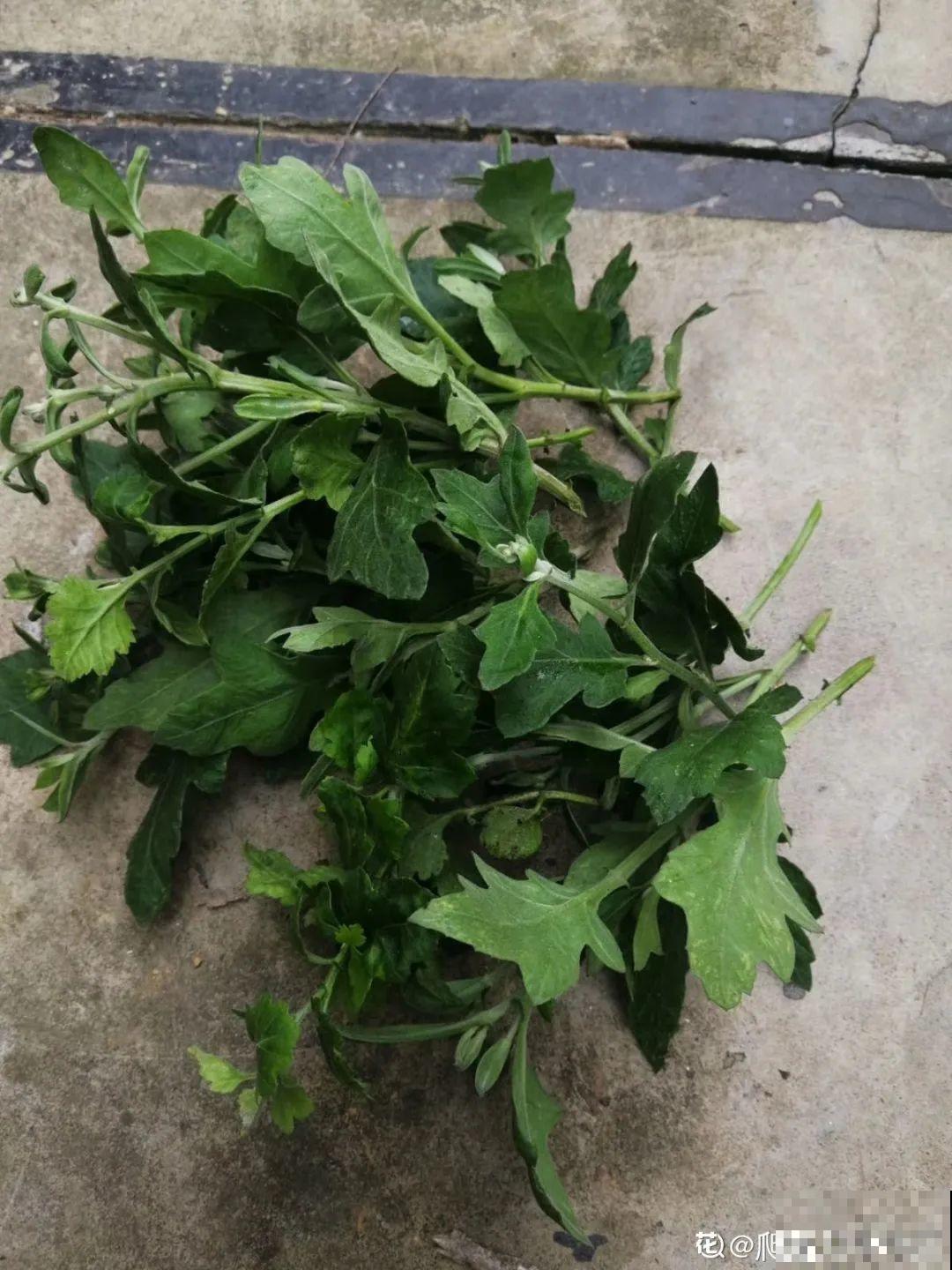 冬天扦插，只用一张塑料薄膜，就能长出小嫩芽