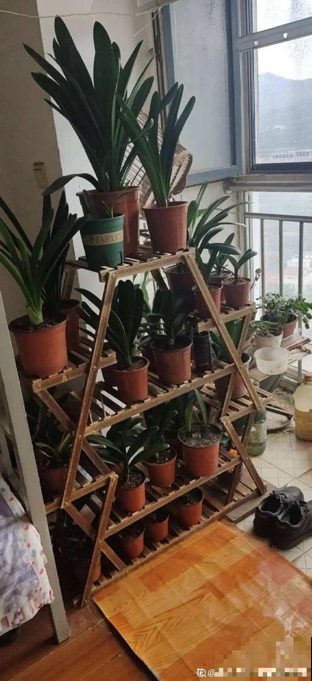 朱顶红放家里总是养不好，丢路边反而疯长一大片，扎心！