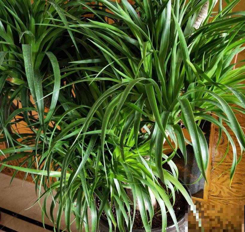 3种植物放在儿童房，净化空气，开发智力，优点特别多！