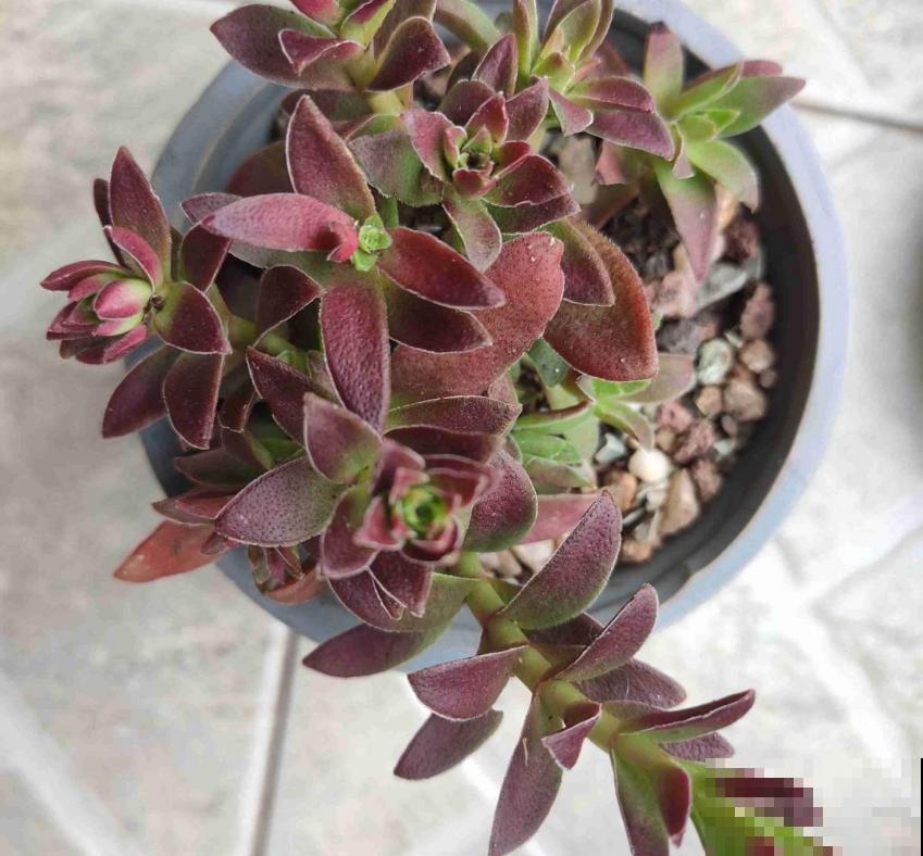 秋天多肉使劲晒，越晒越欢，“整容式”变美！