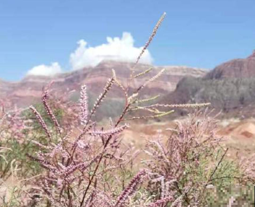 有种伟大叫红柳,生命力极强,一辈子与风沙作斗争! 有种伟大叫红柳,生命力极强,一辈子与风沙作斗争!