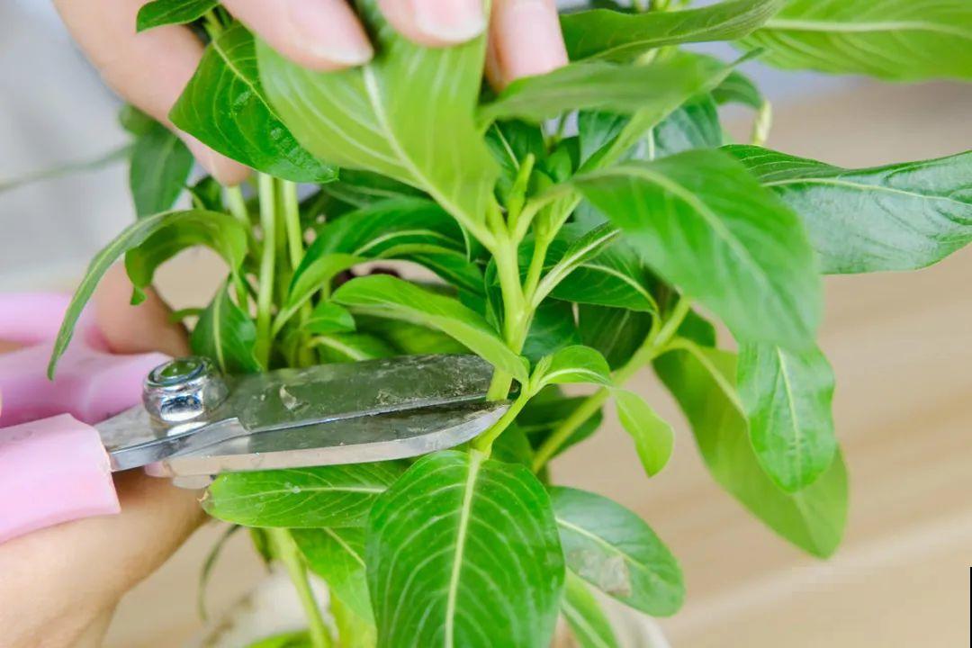 想省心就养这些花,没有病虫害,就爱开花! 想省心就养这些花,没有病虫害,就爱开花!