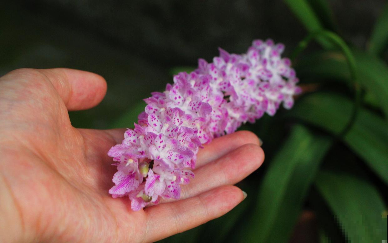 这种花叫多花指甲兰，花量特大，像毛茸茸的狐狸尾巴！