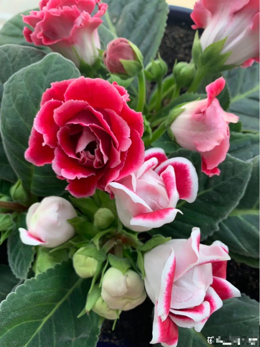 大岩桐超耐阴，开花像玫瑰，漂亮极了