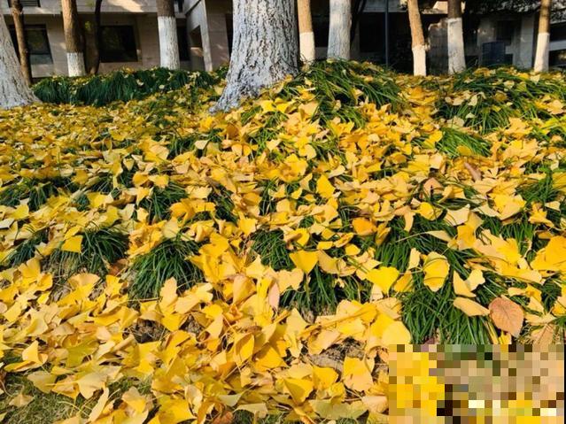 秋分后，绿化带捡种子，回家撒土里就活！