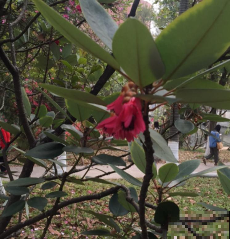 院里种棵红花荷，花大如盏，红彤彤的特喜庆！