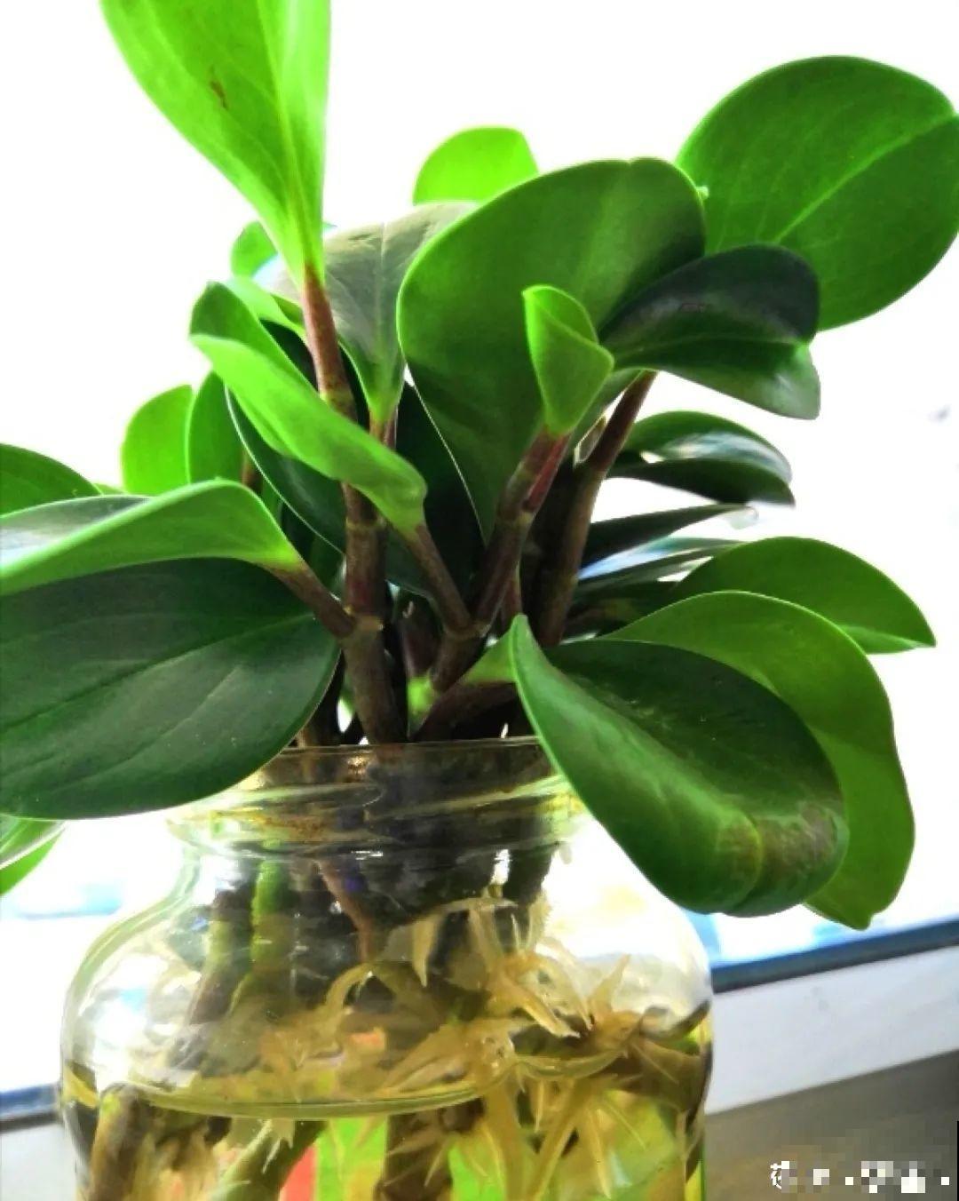 这种花特抗冻,不怕严寒,养死算我输! 这种花特抗冻,不怕严寒,养死算我输!