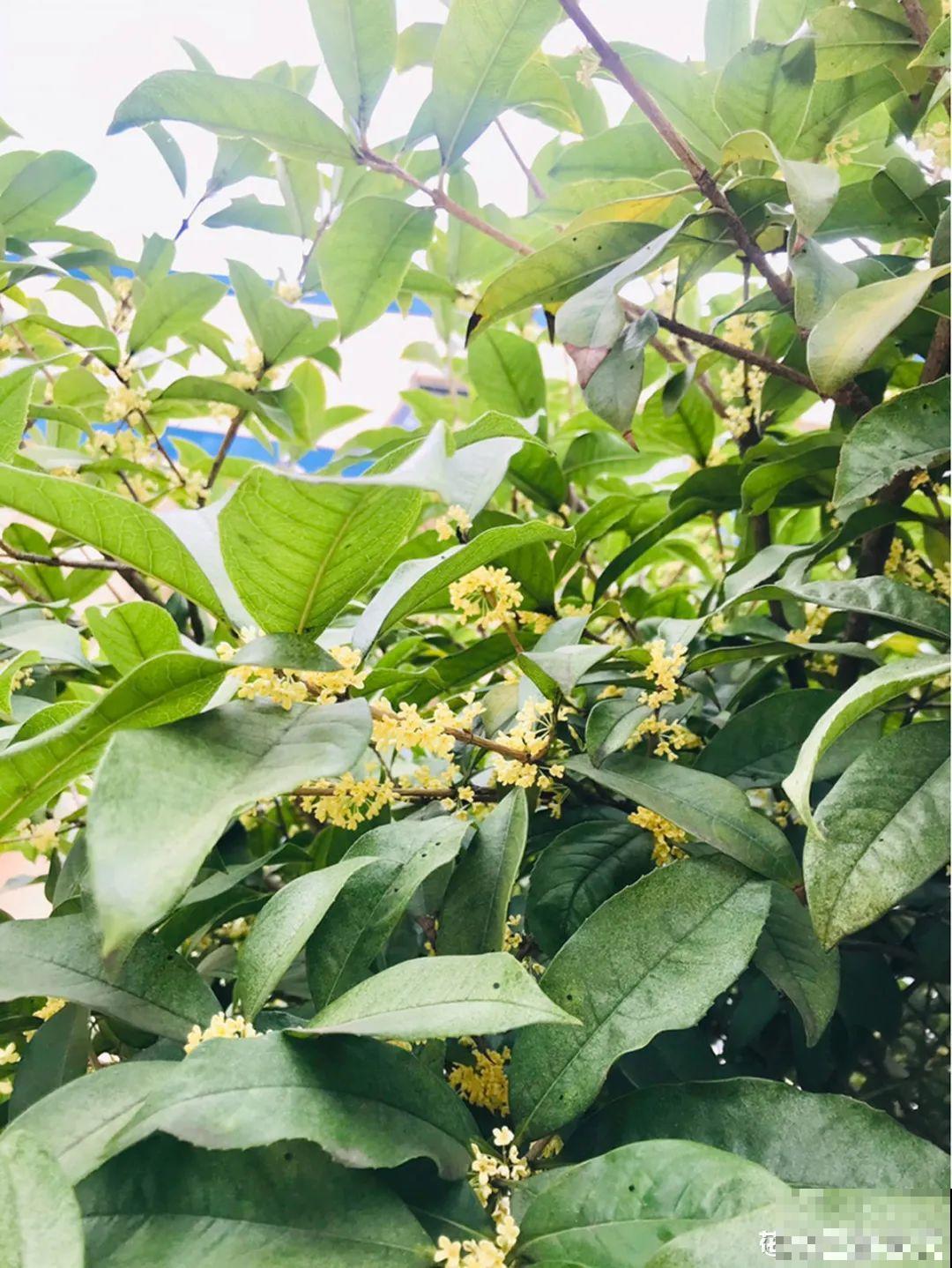 秋天开始降温了,9种花放外面冻一冻,开出饱满大花球 秋天开始降温了,9种花放外面冻一冻,开出饱满大花球