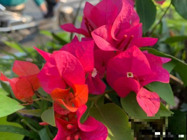 十月养这花,撸叶子、少浇水,10天冒出大花苞! 十月养这花,撸叶子、少浇水,10天冒出大花苞!