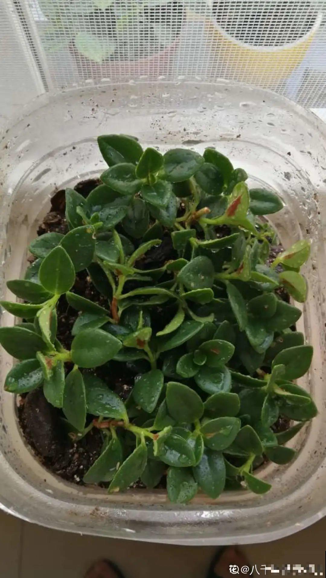 冬天扦插，只用一张塑料薄膜，就能长出小嫩芽