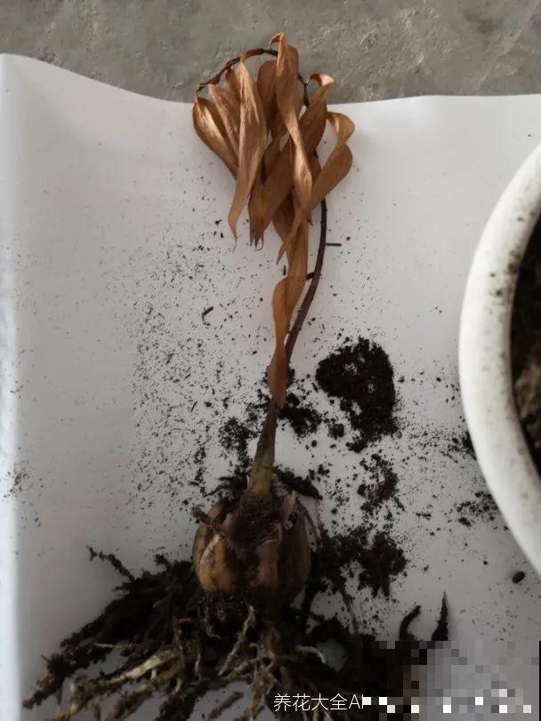 20种花特耐寒，放外面冻一冻，开花更多