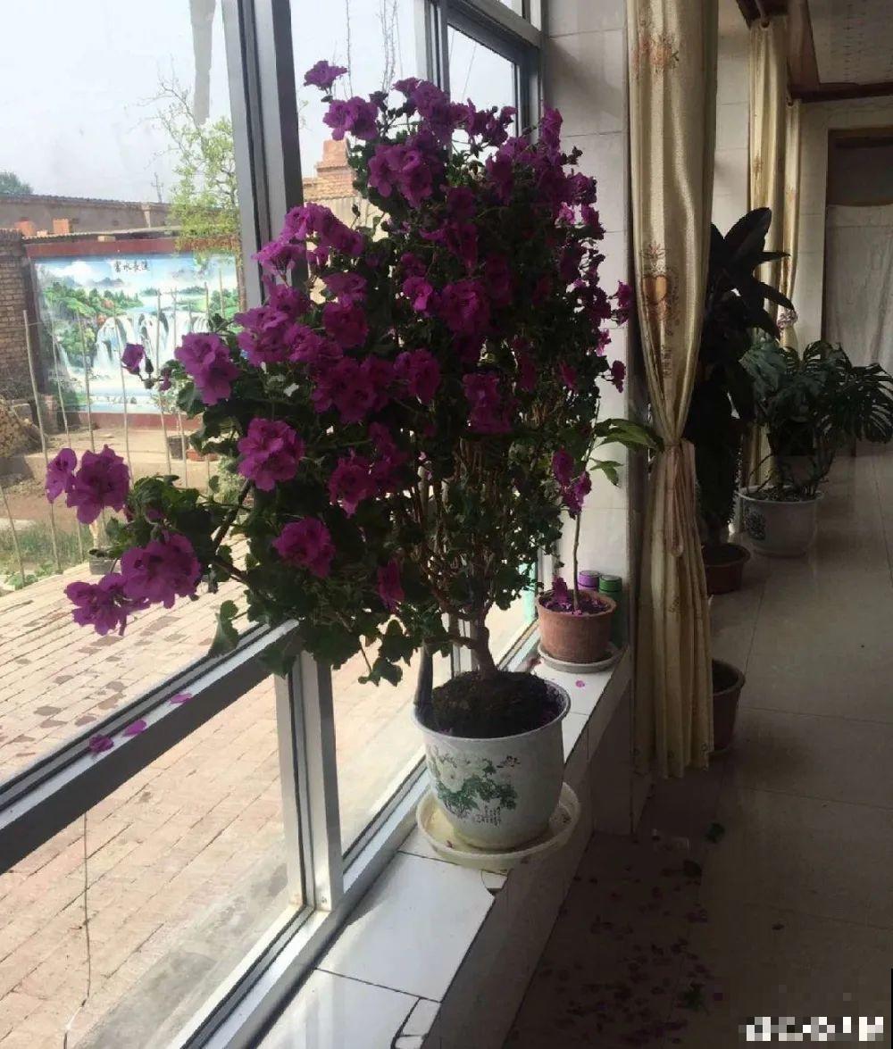 最大的长寿老桩,7年时间,养成盆景! 最大的长寿老桩,7年时间,养成盆景!