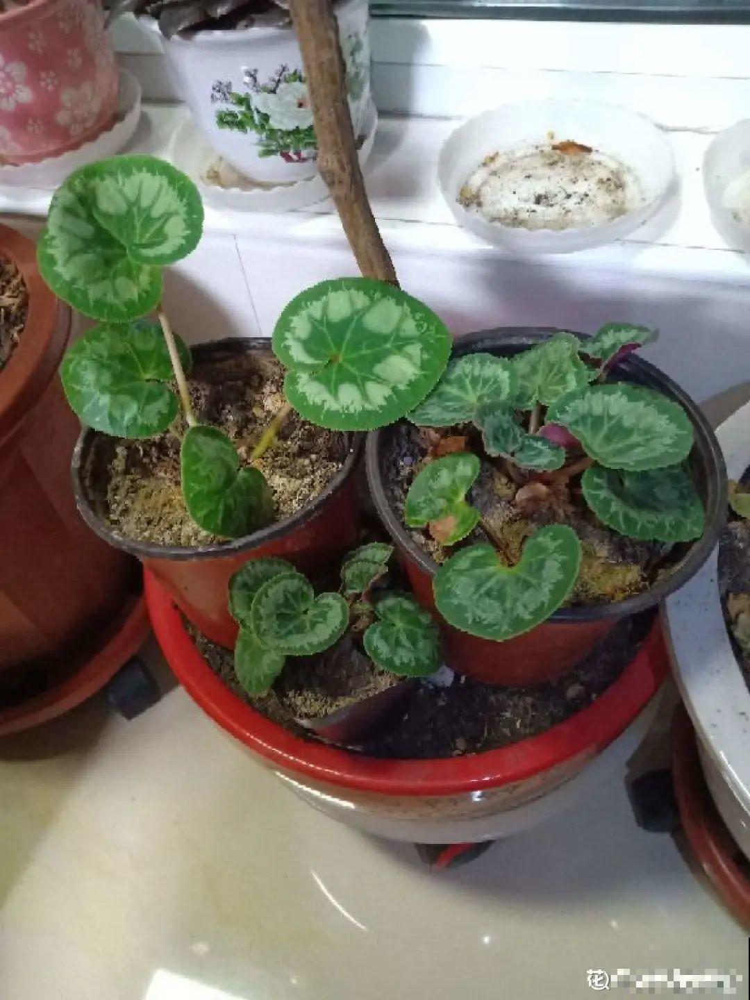 15种花，开完花就结种子，千万别丢掉