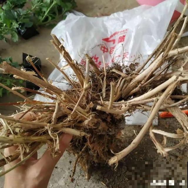 不长叶不长枝的花别买，都是骗人的，养不活浪费钱