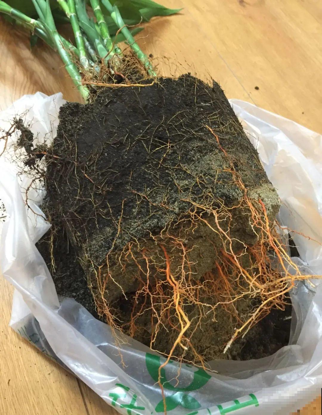 这花冬天要冻死,抓紧埋土里,还能活命! 这花冬天要冻死,抓紧埋土里,还能活命!