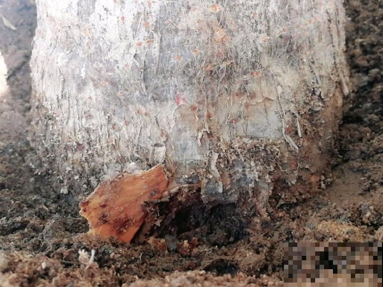 水浇多了，快把土刨掉，否则花3天必死！