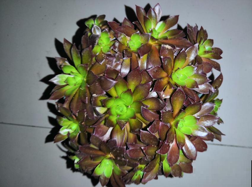 多肉配土有讲究，灵活调配比例，不能“死搬教条”！