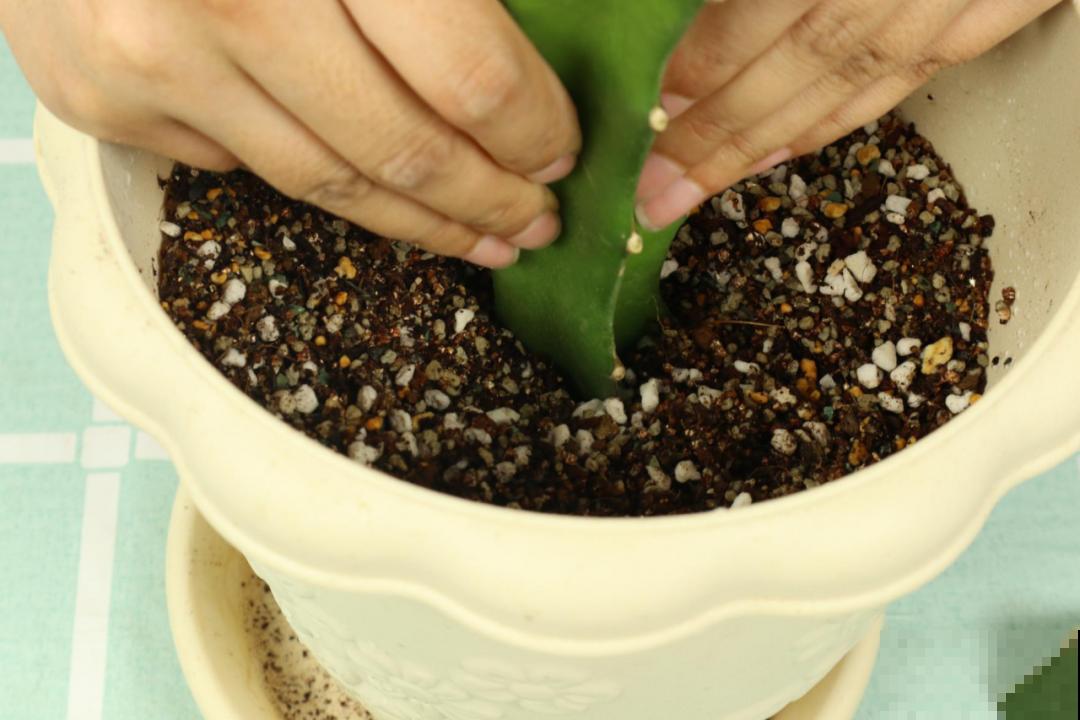 养了18年的仙人指，开花冲房顶，绝对是传家宝！