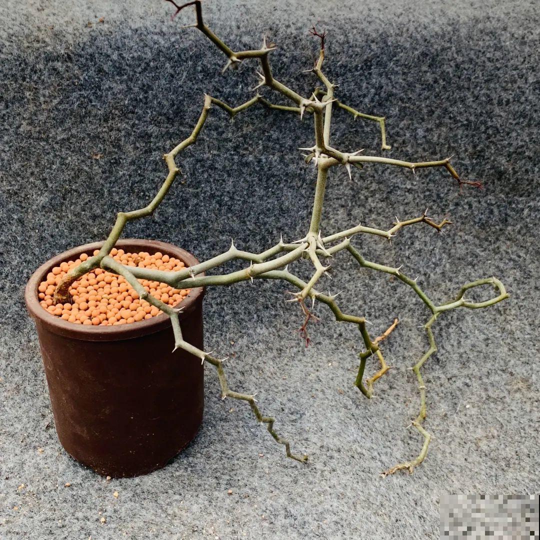 10种小众花，见过的人很少，养一盆特别有面子！