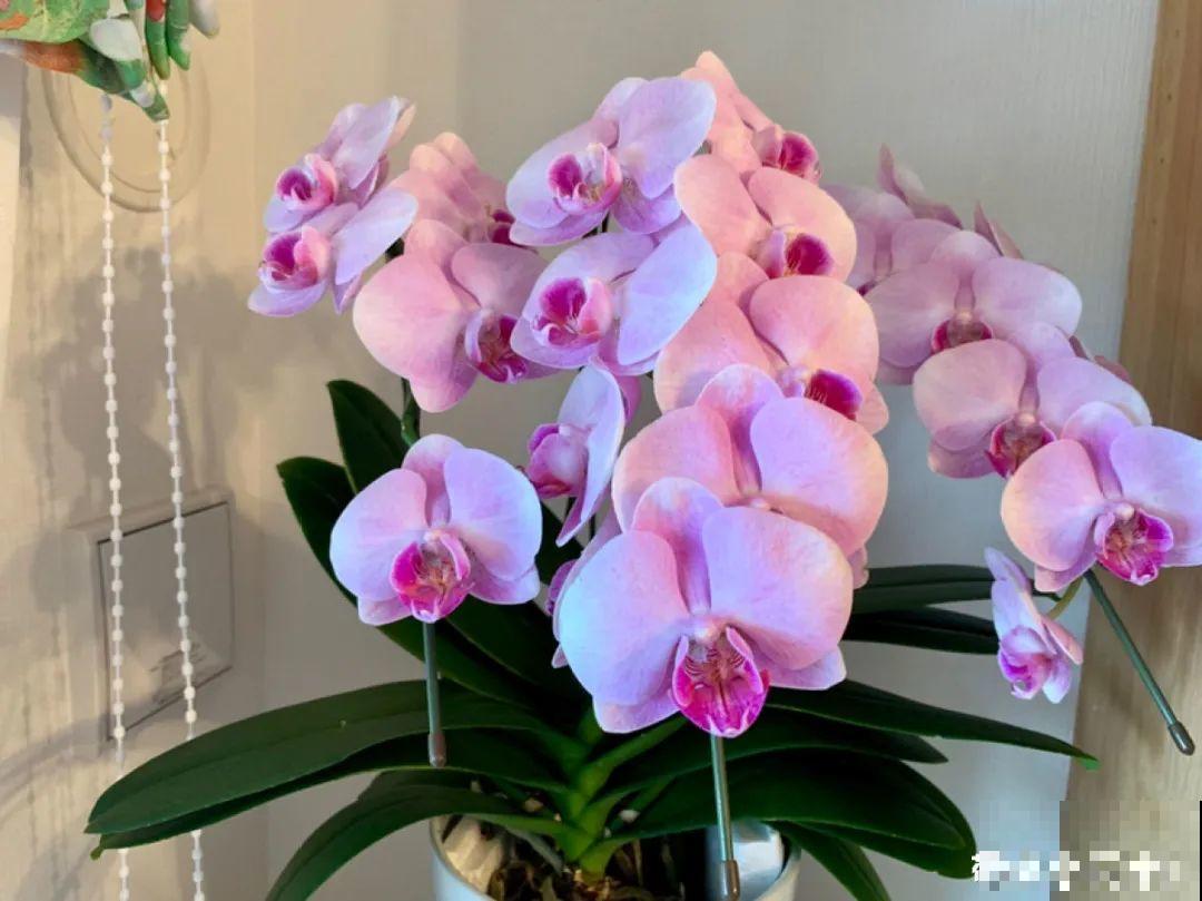 再穷也要养长寿花，寓意好、开花美，养人又养家！