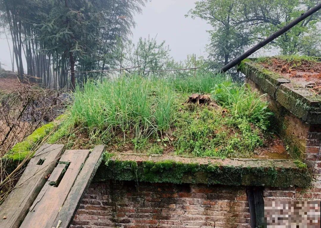 不死鸟太震撼了，长满整个屋顶，感觉都要压塌了