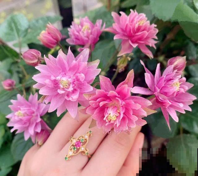 冬天就养耐阴花，没光也能开爆盆，扔角落自己疯长！