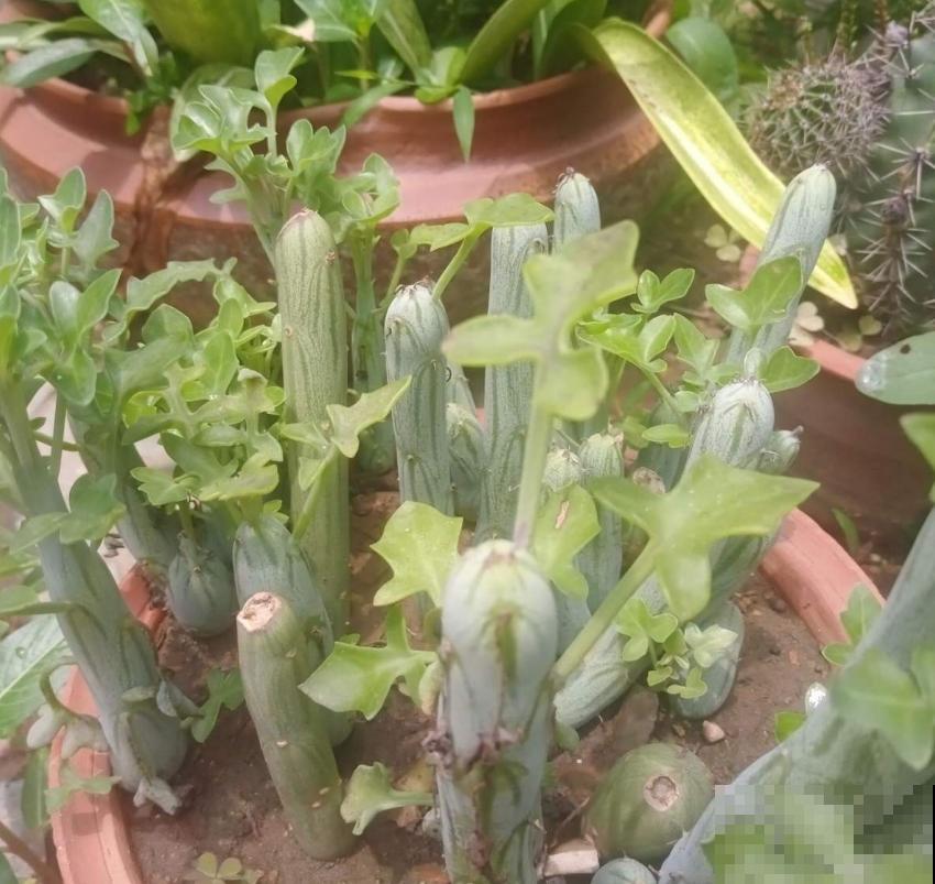 秋天养棵七宝树，长得像黄瓜，冬天开出小黄花！