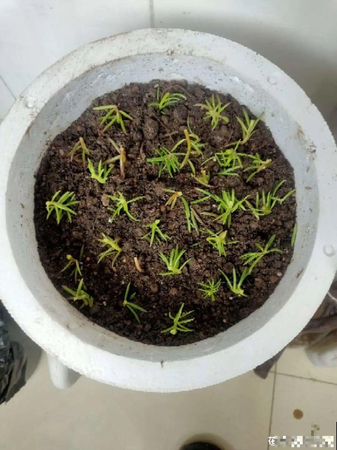 这种花特抗冻,不怕严寒,养死算我输! 这种花特抗冻,不怕严寒,养死算我输!