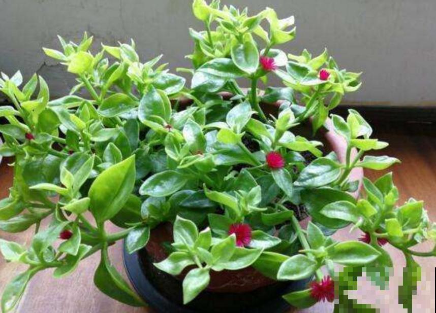 吊兰、绿萝养腻了,养盆牡丹吊兰,叶绿花红花期长! 吊兰、绿萝养腻了,养盆牡丹吊兰,叶绿花红花期长!