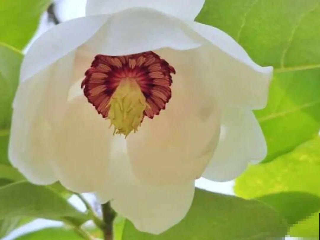 你在哪个城市，最适合养的花就是它！