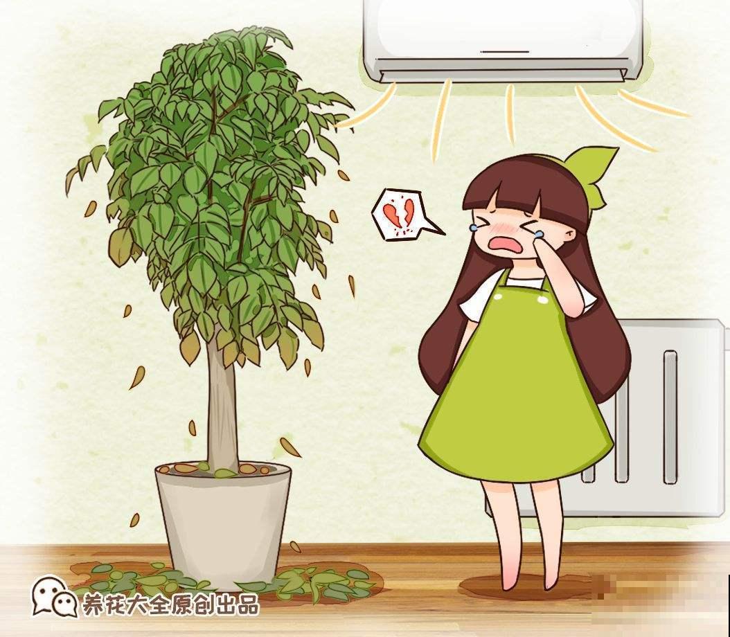 绿植过冬有讲究，太暖和，绿植也能得“暖气病”！