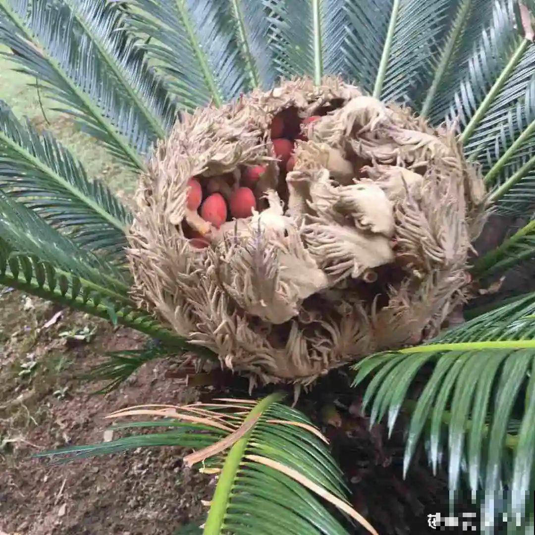 铁树开花，生了一窝“蛋”，千万别乱掏！
