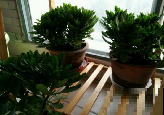 养长寿花就做好4件事，枝繁叶茂，开花时间更长了！