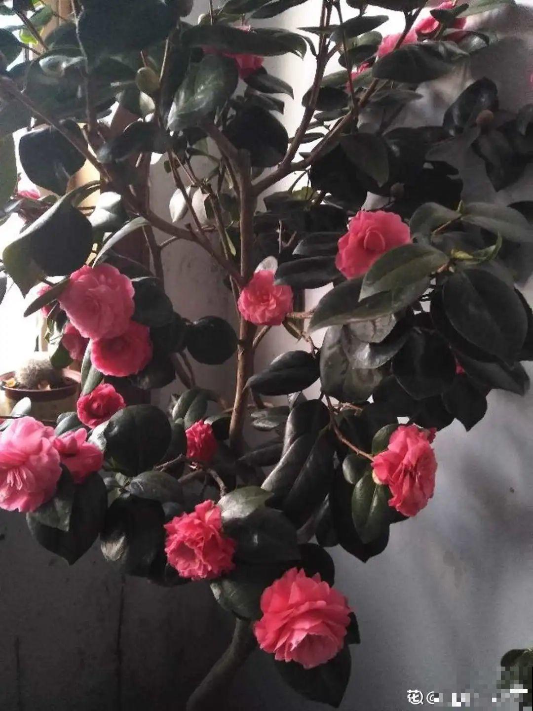 养了几十年的花,竟然是从牙签苗长起来,太辛苦! 养了几十年的花,竟然是从牙签苗长起来,太辛苦!