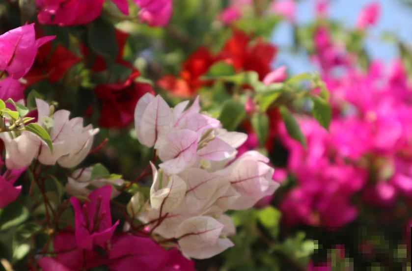 新买的三角梅直接就种？难怪长得慢，先“洗个澡”再种！