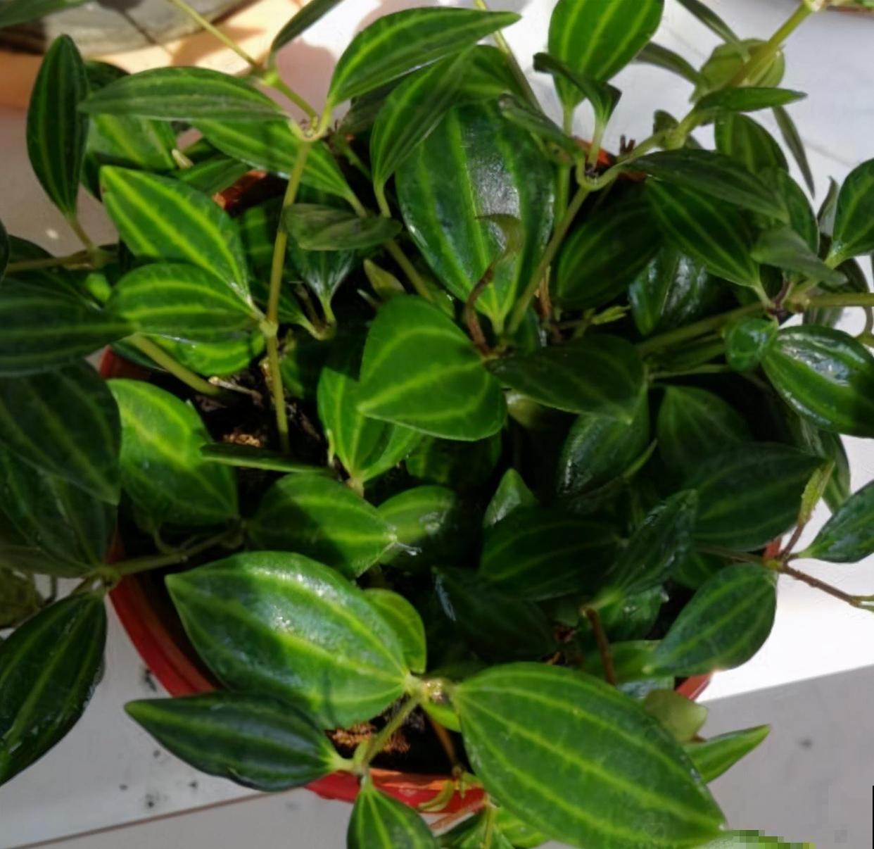 家里养盆钻石翡翠，叶片绿油油，摆在窗边特好看！