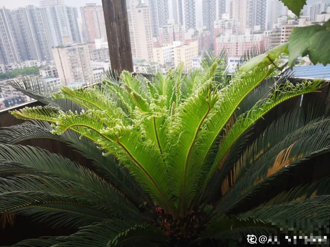 铁树开花，生了一窝“蛋”，千万别乱掏！