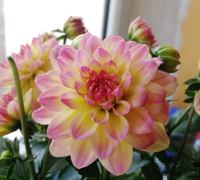 “迷你版”大丽花,花盆里也能栽,摆在阳台特好看! “迷你版”大丽花,花盆里也能栽,摆在阳台特好看!