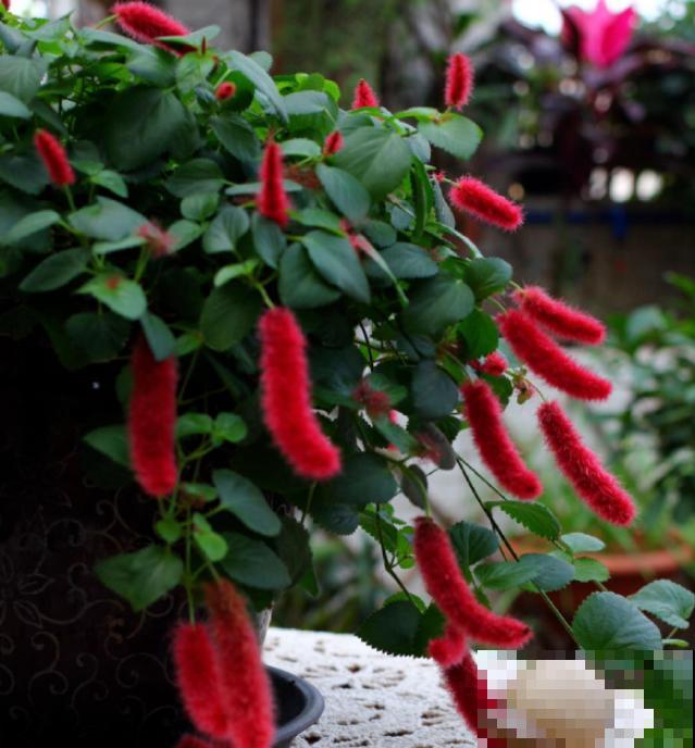 伪装在花卉圈的“猫咪”，红彤彤，毛绒绒，爱猫人士必养！