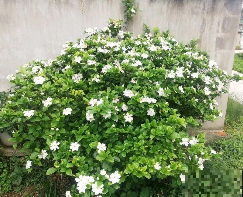 50年的桂花树,卖了5万块钱,大家觉得值吗? 50年的桂花树,卖了5万块钱,大家觉得值吗?