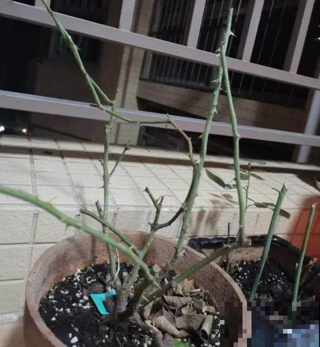 20种花特耐寒，放外面冻一冻，开花更多