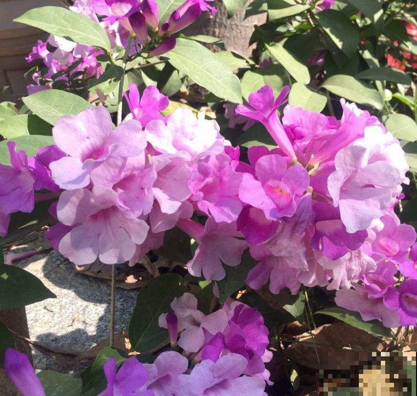 蒜香花开，见花不见叶，小花朵爬满墙！
