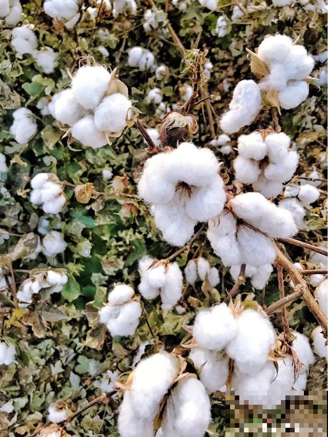 我想有个菜园子,秋天结满新鲜蔬菜,现在正收获! 我想有个菜园子,秋天结满新鲜蔬菜,现在正收获!