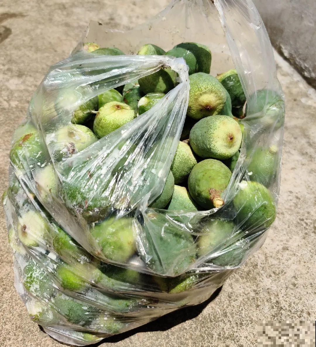 爬山虎不能随便养,爬满墙后特潮湿,还可能破坏墙体! 爬山虎不能随便养,爬满墙后特潮湿,还可能破坏墙体!